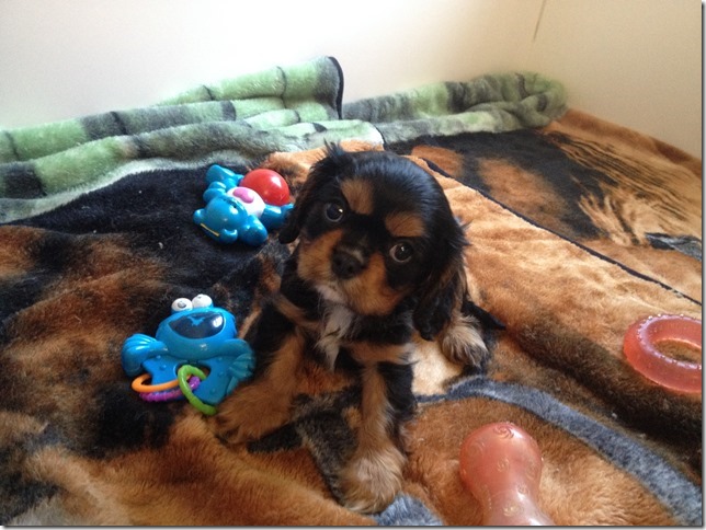 Chuck at 7+ weeks old.