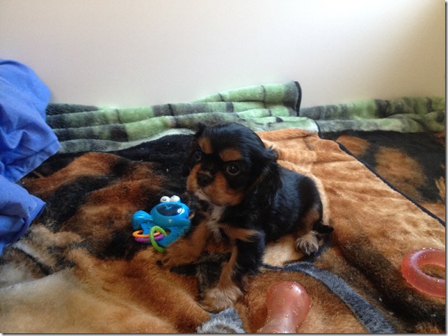 Chuck at 7+ weeks old.