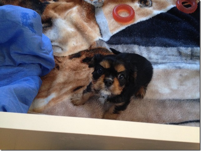 Chuck at 7+ weeks old.