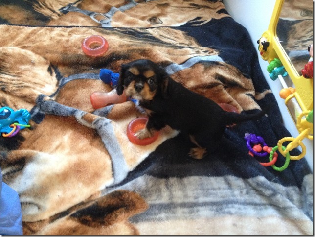 Chuck at 7+ weeks old.