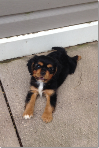 Floyd at 8 weeks old.
