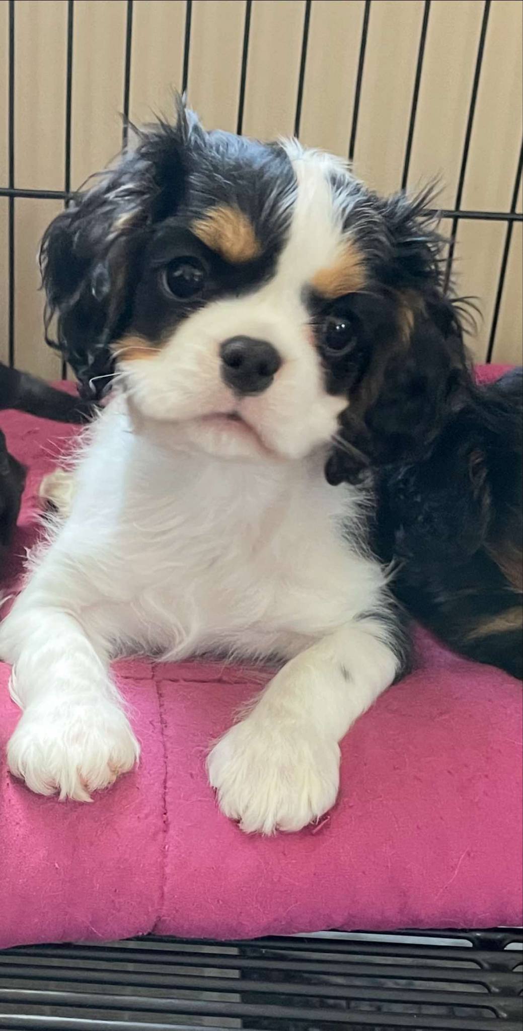 Hugo