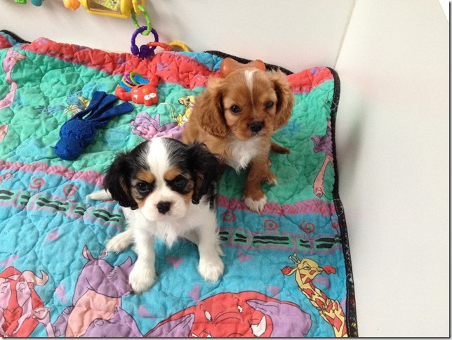 Jenny and Rudy at 8 weeks