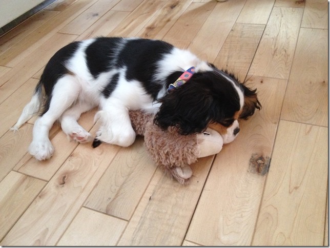 Jenny at 4 months old.
