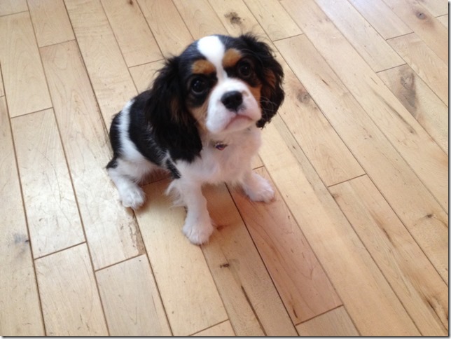 Jenny at 4 months old.