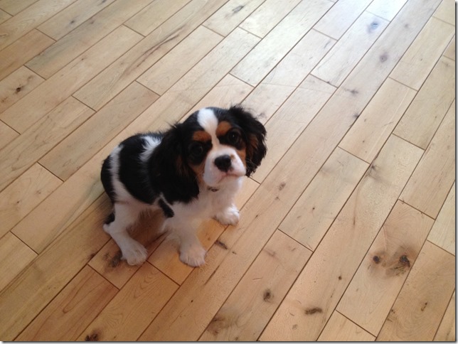 Jenny at 4 months old.