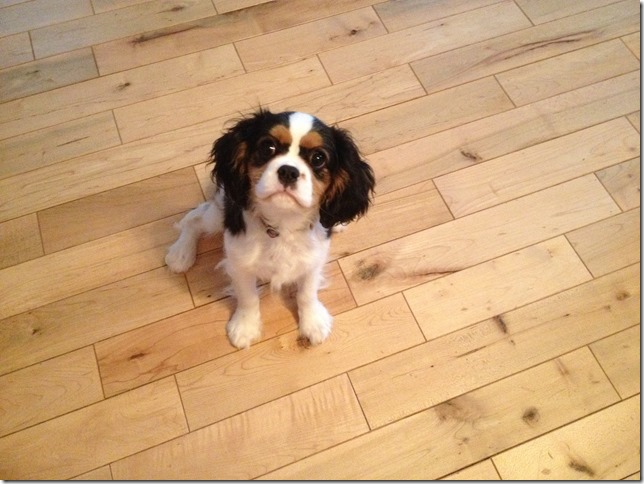 Jenny at 4 months old.