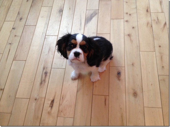 Jenny at 4 months old.