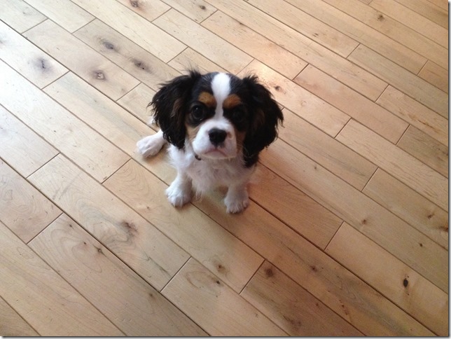 Jenny at 4 months old.