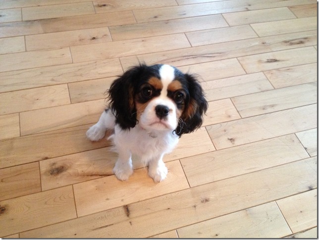 Jenny at 4 months old.
