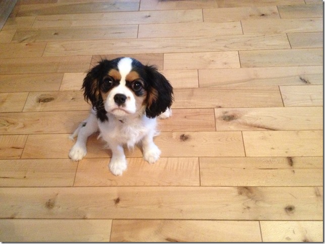 Jenny at 4 months old.