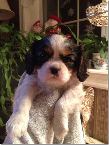 Jenny at 6 weeks old.
