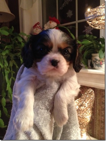 Jenny at 6 weeks old.