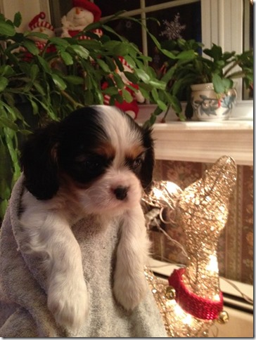 Jenny at 6 weeks old.