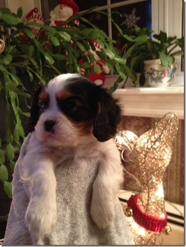Jenny at 6 weeks old.