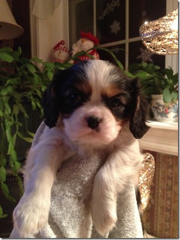 Jenny at 6 weeks old.