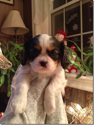 Jenny at 6 weeks old.8