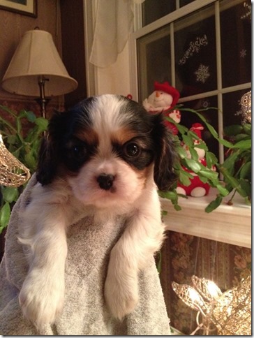Jenny at 6 weeks old.