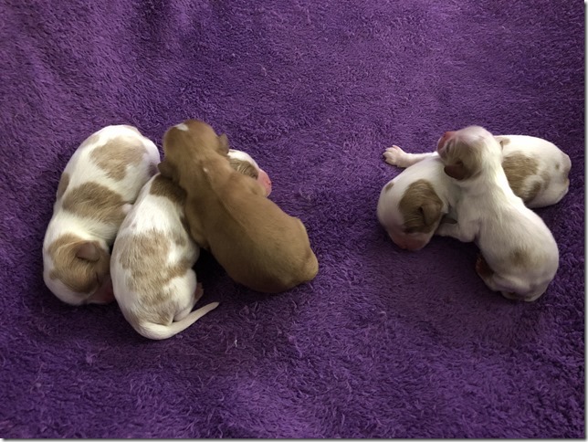 Jersey & King Pups 2019