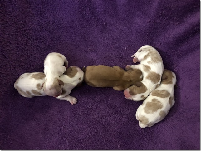Jersey & King Pups 2019