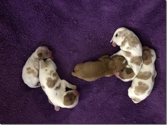 Jersey & King Pups 2019