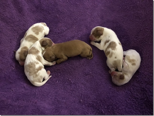 Jersey & King Pups 2019