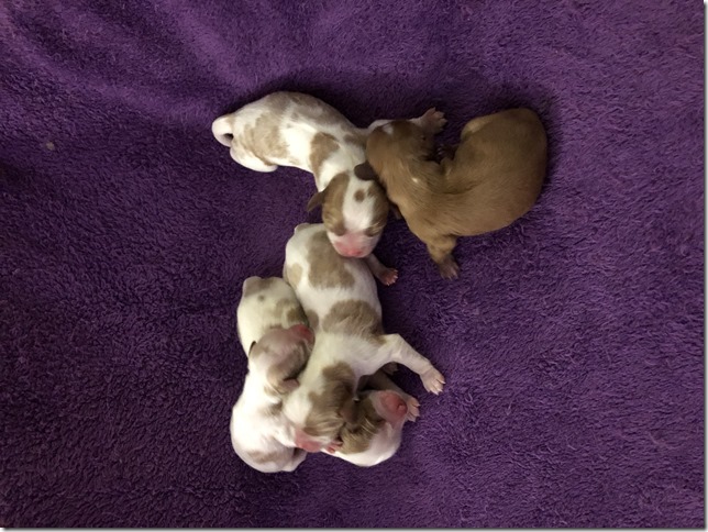 Jersey & King Pups 2019