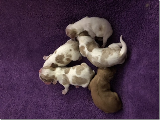 Jersey & King Pups 2019