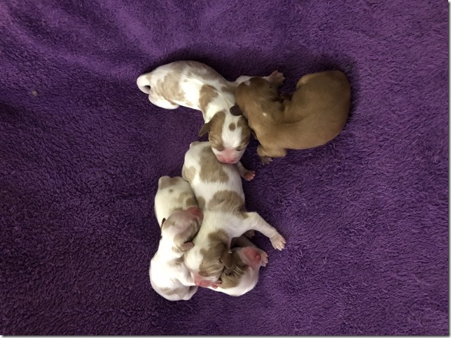 Jersey & King Pups 2019