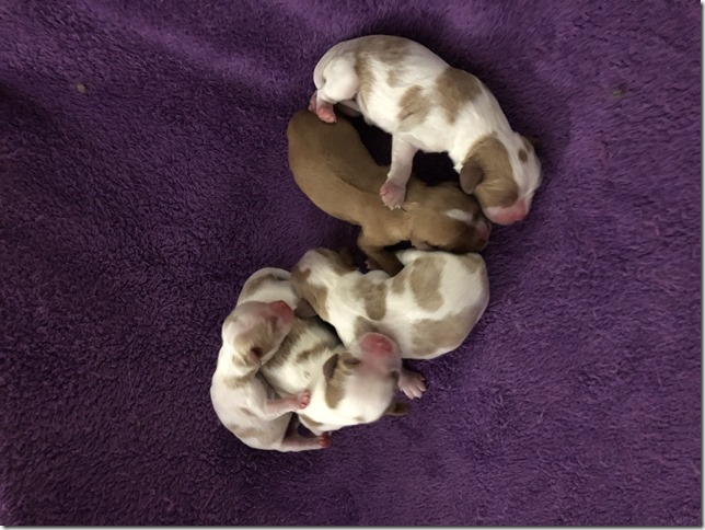 Jersey & King Pups 2019