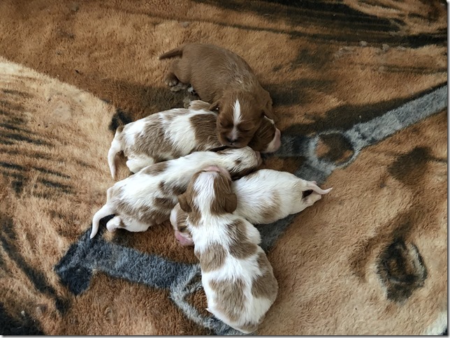 Jersey & King pups 2019 - 2 weeks old