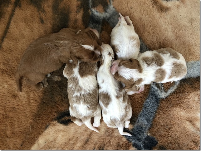 Jersey & King pups 2019 - 2 weeks old