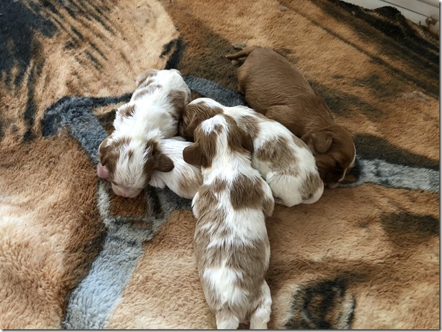 Jersey & King pups 2019 - 2 weeks old