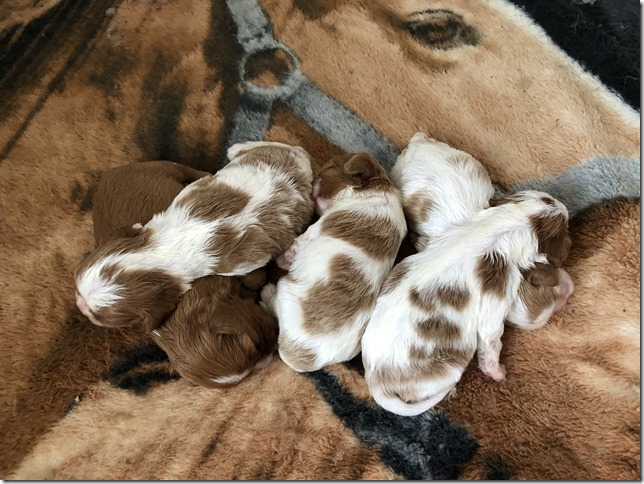 Jersey & King pups 2019 - 2 weeks old