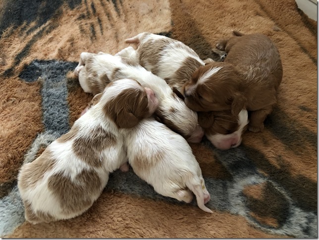 Jersey & King pups 2019 - 2 weeks old