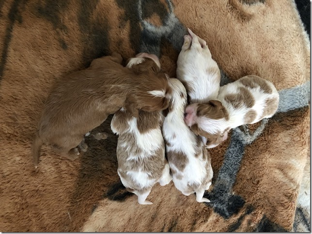 Jersey & King pups 2019 - 2 weeks old