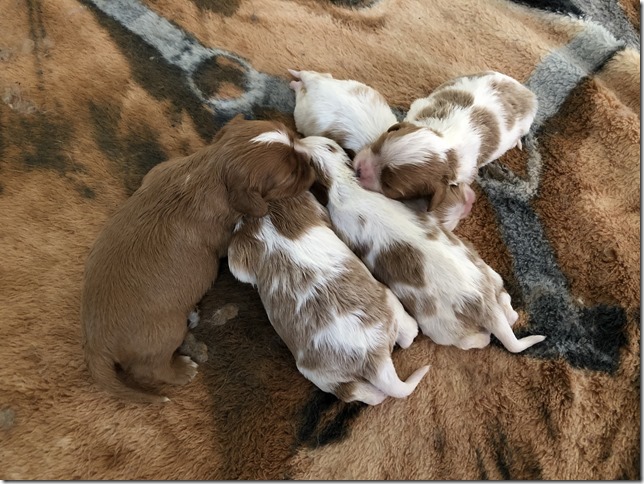 Jersey & King pups 2019 - 2 weeks old