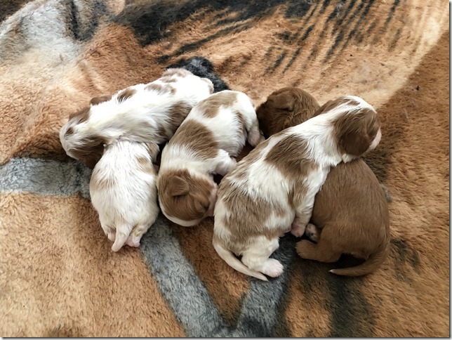 Jersey & King pups 2019 - 2 weeks old