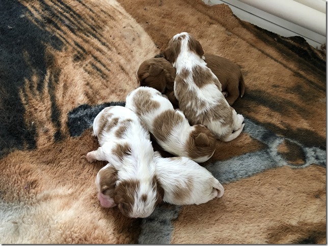 Jersey & King pups 2019 - 2 weeks old