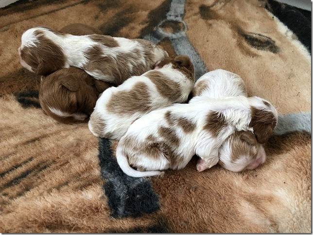 Jersey & King pups 2019 - 2 weeks old