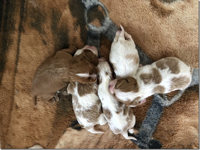 Jersey & King pups 2019 - 2 weeks old