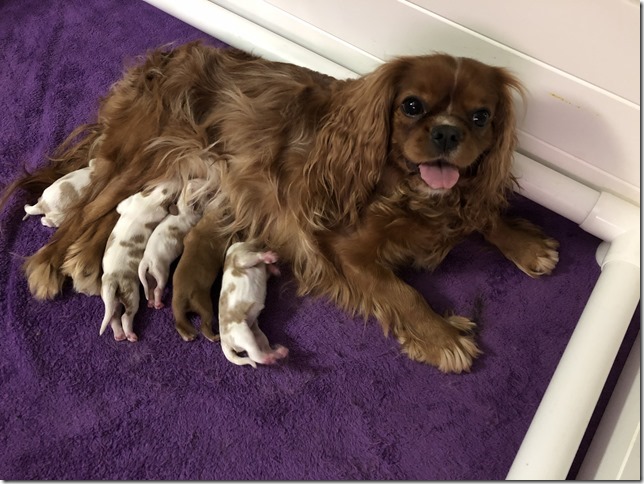 Jersey with pups 1 day old