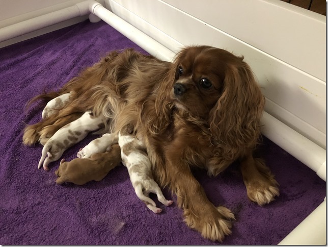 Jersey with pups 1 day old