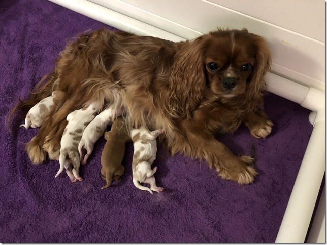 Jersey with pups 1 day old