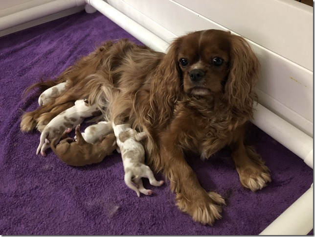 Jersey with pups 1 day old