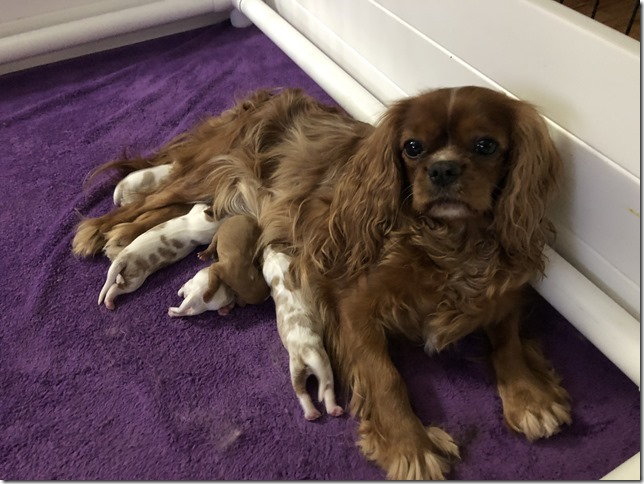 Jersey with pups 1 day old