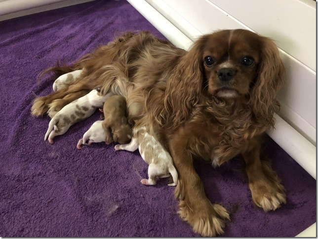 Jersey with pups 1 day old