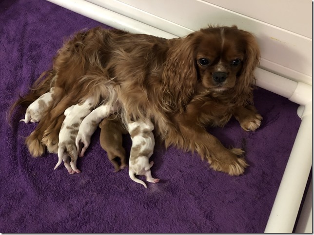 Jersey with pups 1 day old