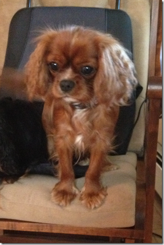 Jersey at 1 1/2 years old.