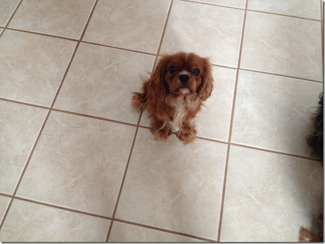 Jersey at 1 year old.